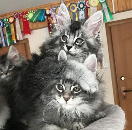 25+ Adorable Maine Coon Kittens That Will Grow Into Giant Floofs | Catlov