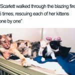 wholesome-cat-posts-1