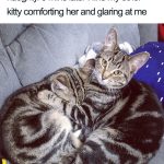 wholesome-cat-posts-11