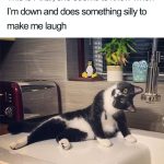 wholesome-cat-posts-18