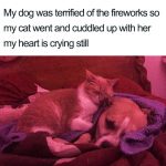 wholesome-cat-posts-19