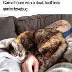 wholesome-cat-posts-2