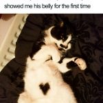 wholesome-cat-posts-3