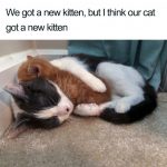 wholesome-cat-posts-6