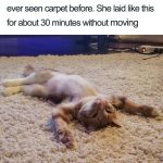 wholesome-cat-posts-7