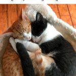 wholesome-cat-posts-8