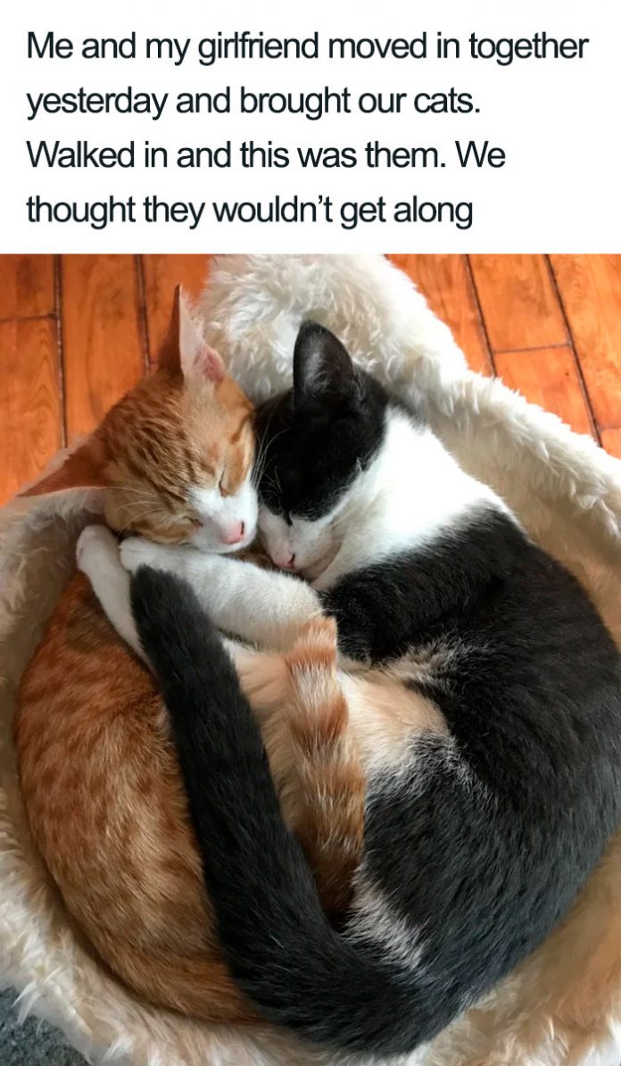 25+ Wholesome Cat Posts That Will Hopefully Make Your Day | Catlov
