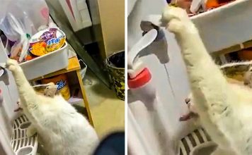 15+ Photos That Show Cats Are Much Smarter Than We Think