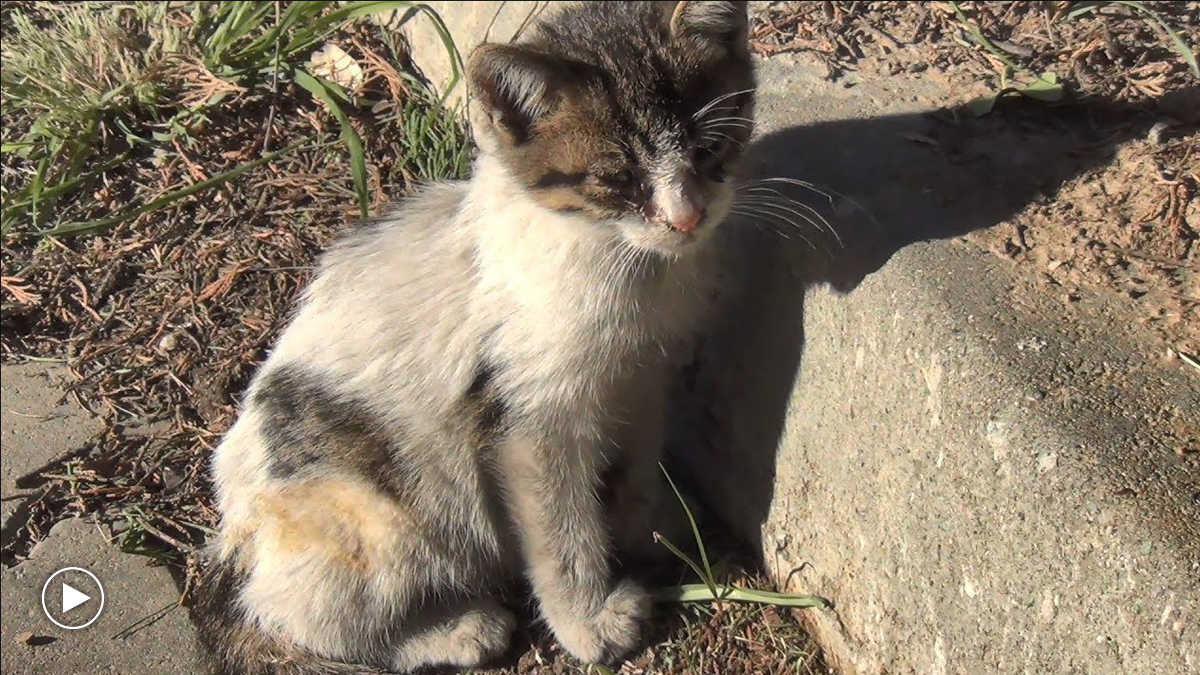 Dirty Stray Kitten Gets a New Forever Home Catlov