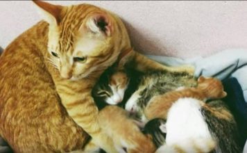 Father Cat Supports Mom Cat Giving Birth, Wins Hearts Everywhere
