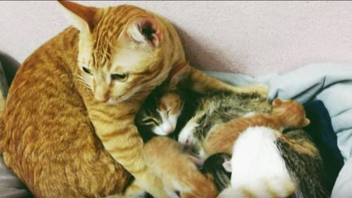 Father Cat Supports Mom Cat Giving Birth, Wins Hearts Everywhere | Catlov