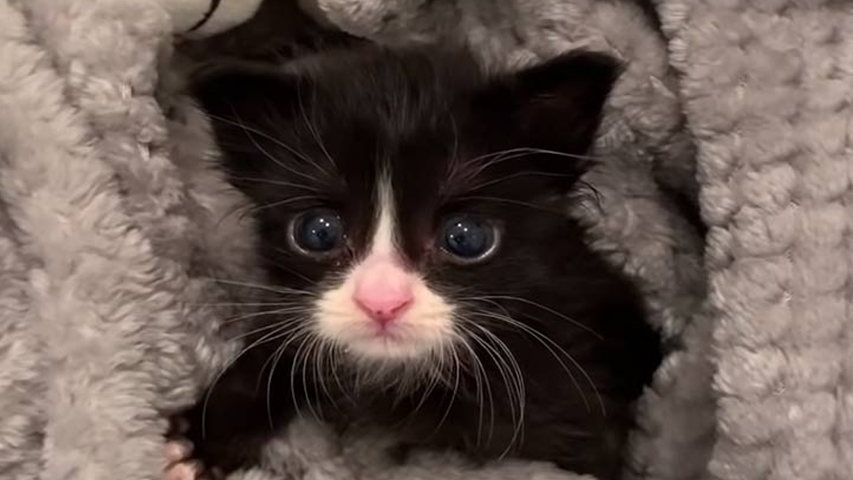 Litter Of Kittens Found Crying In Trash Bag Catlov