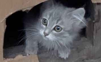 Kittens Want Breakfast