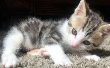 Tiny Kitten Found Barely Breathing Becomes The Ultimate Fighter