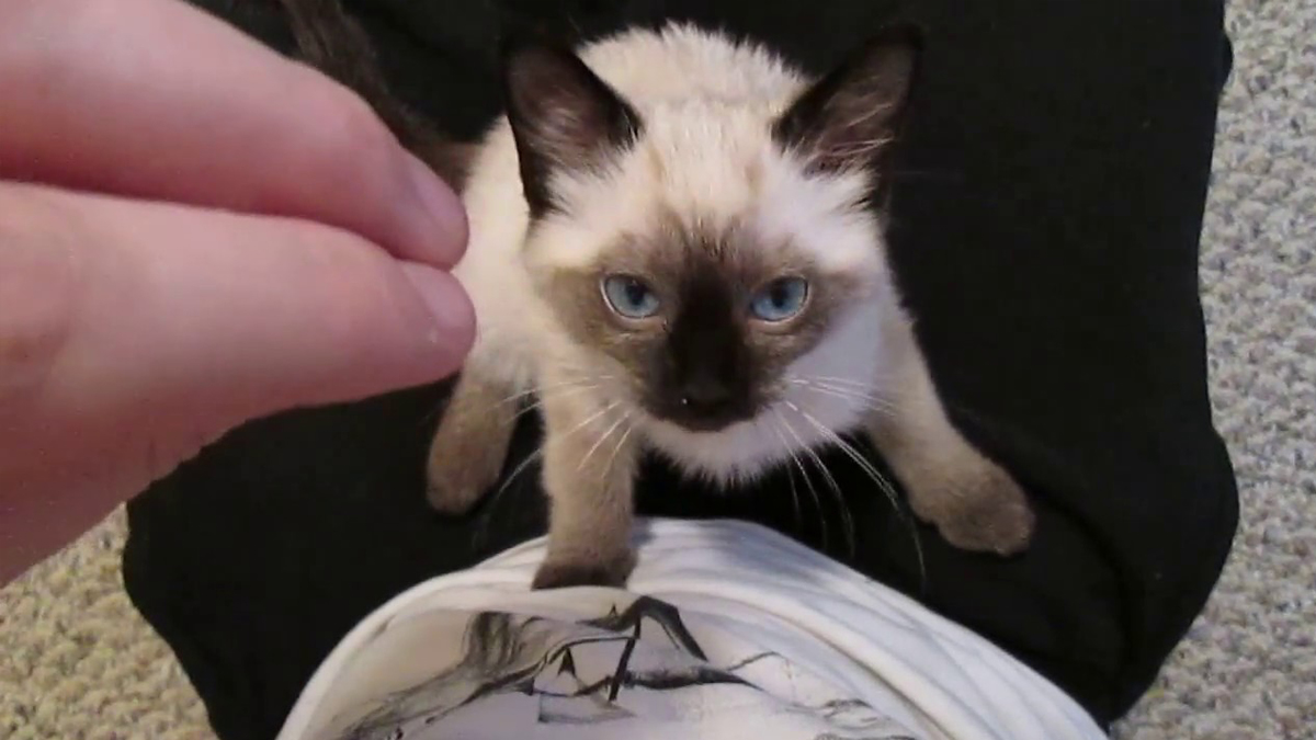 Siamese Kitten Loudest Purring Catlov