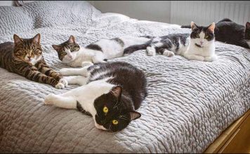 Pretty Stray Cat Gives Birth Under A Guy’s Bed