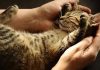 Ways To Show Your Cats Love That They Can Understand