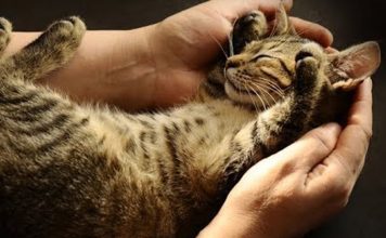 Ways To Show Your Cats Love That They Can Understand