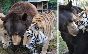 Lion, Tiger And Bear Brothers Haven’t Left Each Other’s Side For 15 Years