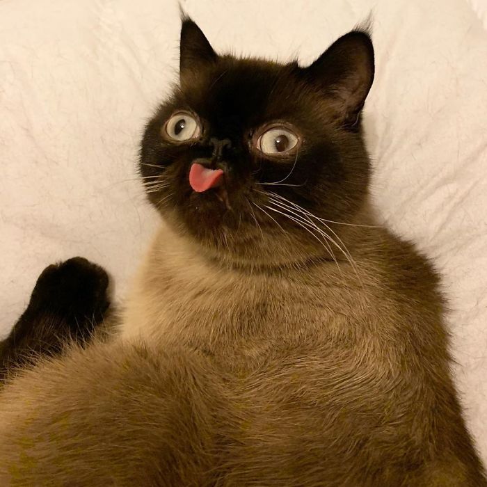 ntt.Introducing Ikiru: The Internet's Beloved Blep Champion, Spreading ...