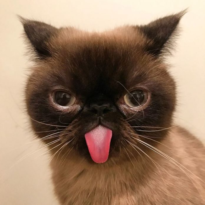 This Is Ikiru, The King Of Bleps Who Is Taking The Internet By Storm ...