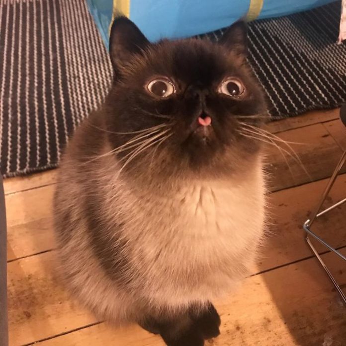 This Is Ikiru, The King Of Bleps Who Is Taking The Internet By Storm ...