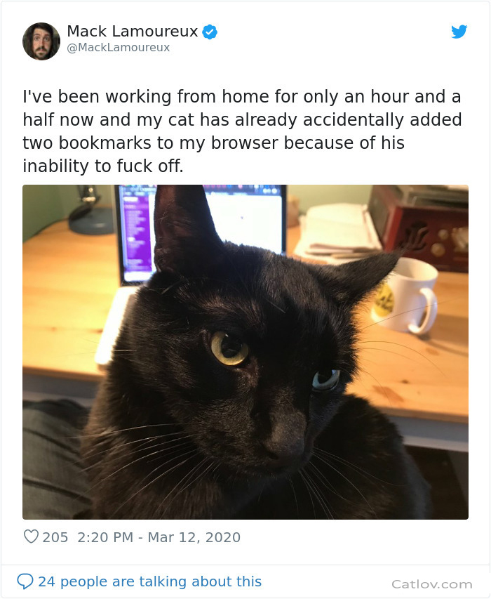People Are Sharing How Their Cats Deal With Them Working From Home | Catlov