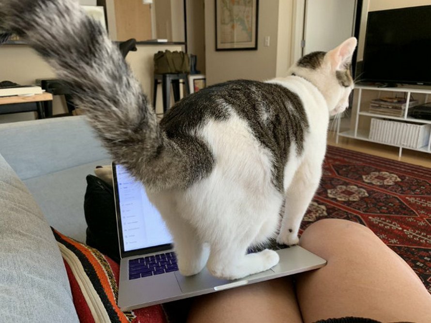 As work-from-home gets, pets over as colleagues
