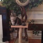 indoor-cat-towers-pet-tree-houses-13