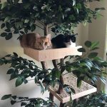 indoor-cat-towers-pet-tree-houses-16