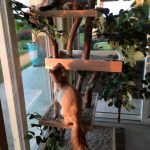 indoor-cat-towers-pet-tree-houses-19