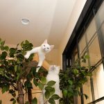 indoor-cat-towers-pet-tree-houses-20