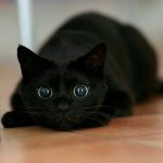 wholesome-black-cat-photos-1