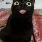 wholesome-black-cat-photos-12