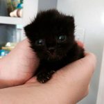 wholesome-black-cat-photos-16