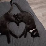 wholesome-black-cat-photos-2