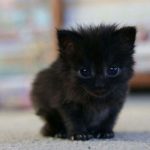 wholesome-black-cat-photos-5