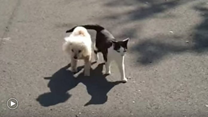 Featured-Cat-Leads-Blind-Dog-FB