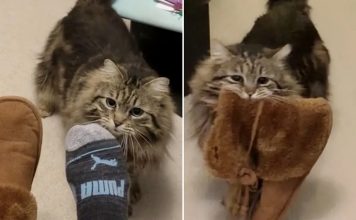 Rescue Cat Is So Grateful, She Brings Mom Her Slippers Every Morning