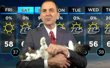 Weatherman Work From Home Broadcast Goes Viral After Cat Joins