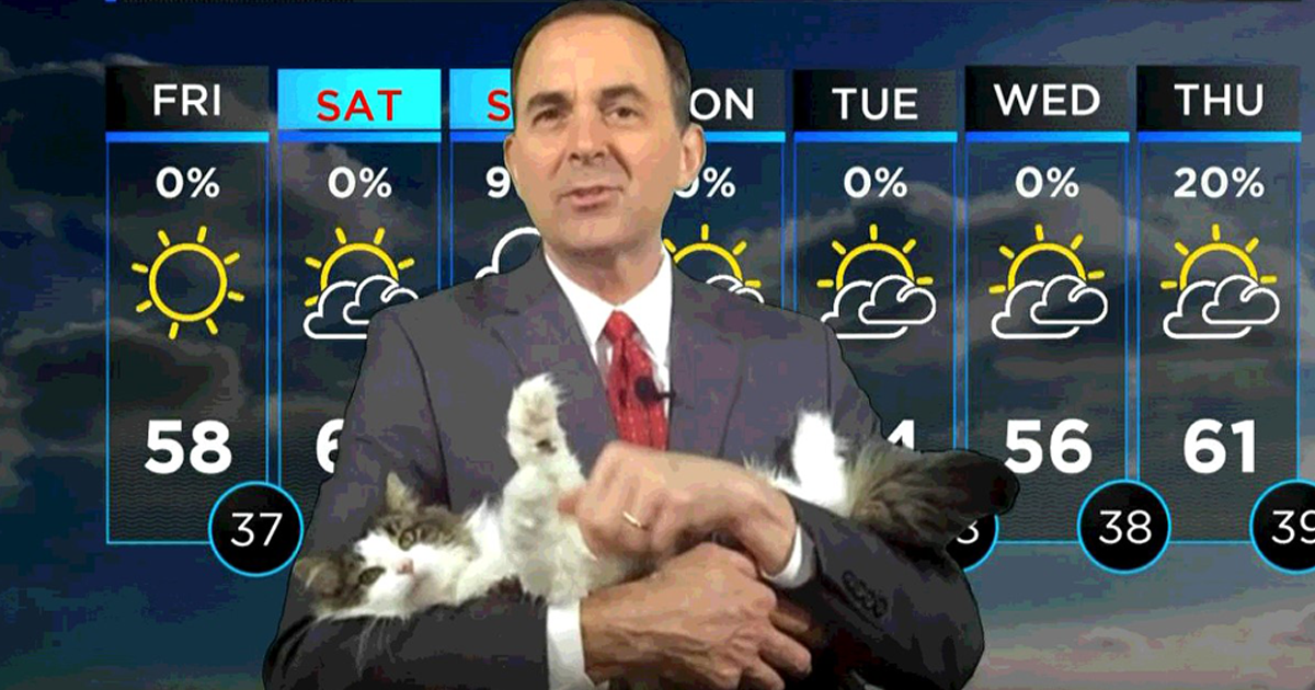 Weatherman Work From Home Broadcast Goes Viral After Cat Joins Catlov