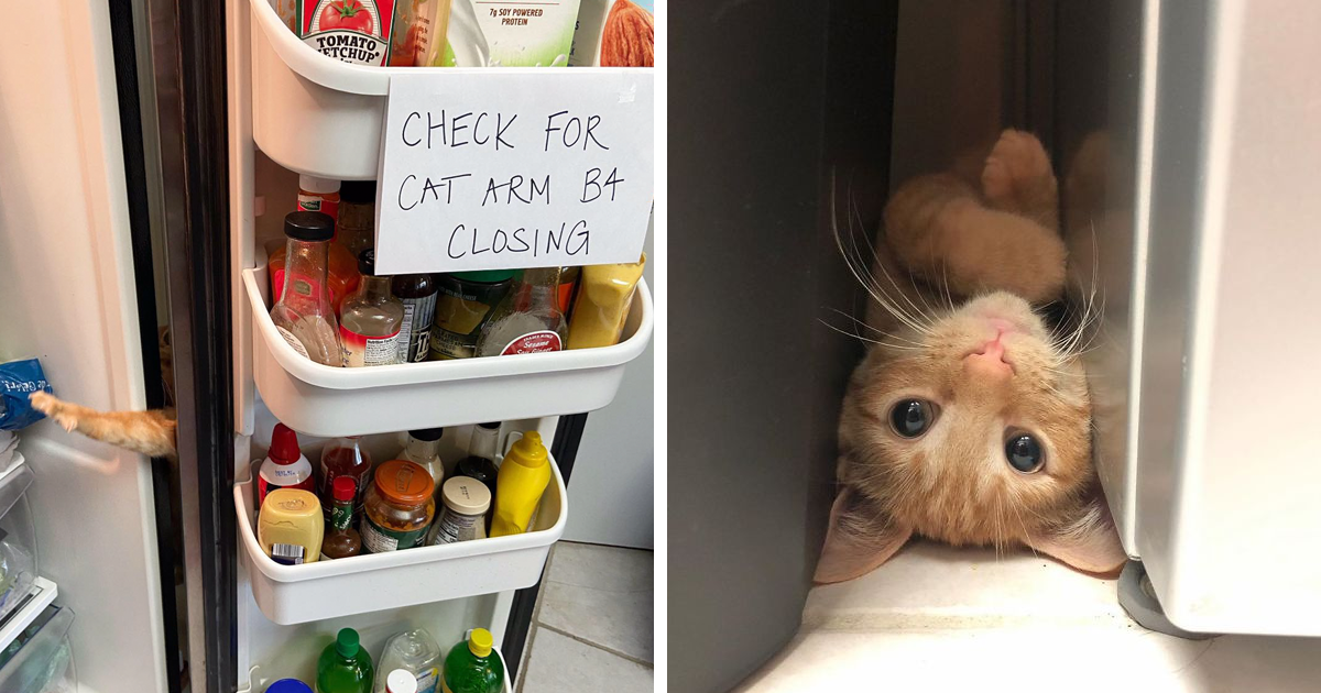 Meet Carrot, The Viral Cat That Will Make You Check Your Fridge Twice