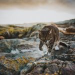 professional-outdoor-cat-photoshoot-wally-roops-pet-photography-1