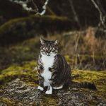 professional-outdoor-cat-photoshoot-wally-roops-pet-photography-10