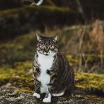 professional-outdoor-cat-photoshoot-wally-roops-pet-photography-12