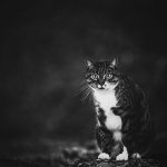 professional-outdoor-cat-photoshoot-wally-roops-pet-photography-14