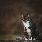 professional-outdoor-cat-photoshoot-wally-roops-pet-photography-15