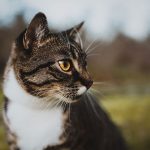 professional-outdoor-cat-photoshoot-wally-roops-pet-photography-17