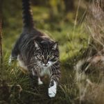 professional-outdoor-cat-photoshoot-wally-roops-pet-photography-3