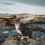 professional-outdoor-cat-photoshoot-wally-roops-pet-photography-4